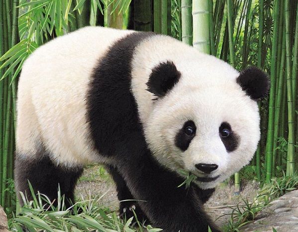 Giant panda